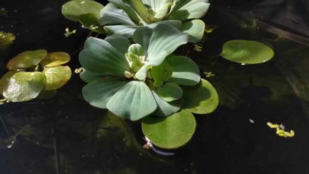 Natural Background Crystal Clear Water Pond Water Lettuce Water Cabbage — Stock video