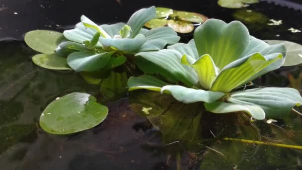 Natural Background Crystal Clear Water Pond Water Lettuce Water Cabbage — Video Stock