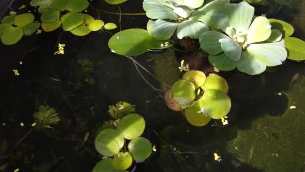수정맑은 양배추 플라워 스트라티 아마존 개구리 비트가 헤엄치는 물고기 — 비디오