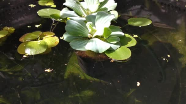 Natural Background Crystal Clear Water Pond Water Lettuce Water Cabbage — Stockvideo