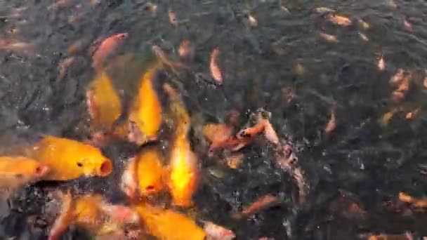 池にはたくさんのティラピアや鯉がいる — ストック動画