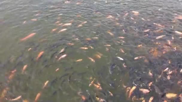 Fütterung Vieler Tilapi Und Karpfenfische Teich — Stockvideo