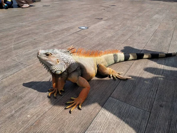 Leguan Entspannt Sich Sommer Auf Holzboden — Stockfoto