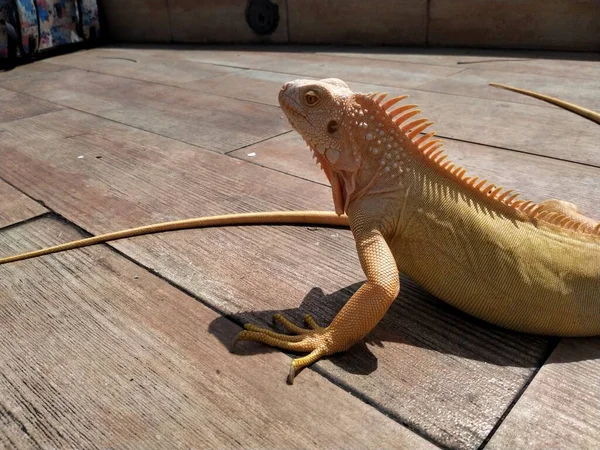 Leguan Entspannt Sich Sommer Auf Holzboden — Stockfoto