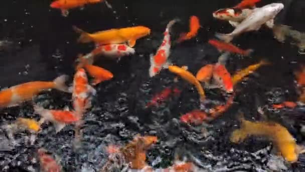 Havuzda Sazan Balığı Koi Balığı Yağmurlu Günlerde Hayvanları Rahatlatıcı Ortam — Stok video
