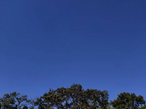 Grüne Bäume Und Blauer Himmel Einem Sonnigen Tag Mit Platz — Stockfoto