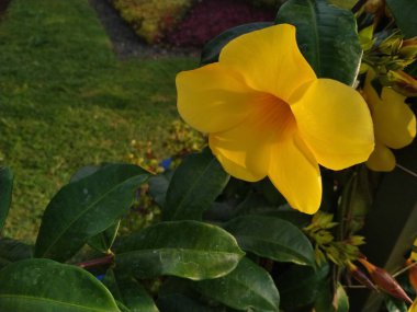 Güzel sarı çiçekler. Allamanda katarcası (