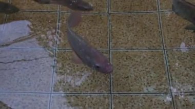 Tatlı su göleti bir sürü tilapia, yayın balığı ve temiz bir gölette diğer su hayvanlarını içerir. Yüzme hareketi. 