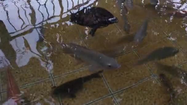 Édesvízi Sok Tilapiát Harcsát Más Vízi Állatokat Tartalmaz Egy Tiszta — Stock videók