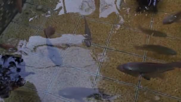 Пруд Пресной Водой Содержит Много Тилапии Сомов Других Водных Животных — стоковое видео