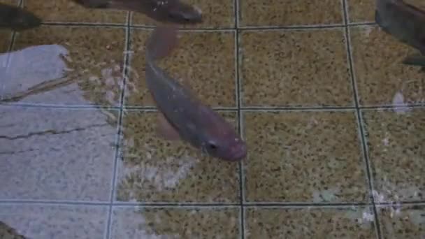 Kolam Air Tawar Berisi Banyak Tilapia Ikan Lele Dan Hewan — Stok Video