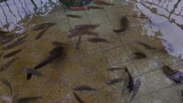 Tatlı Göleti Bir Sürü Tilapia Yayın Balığı Temiz Bir Gölette — Stok video