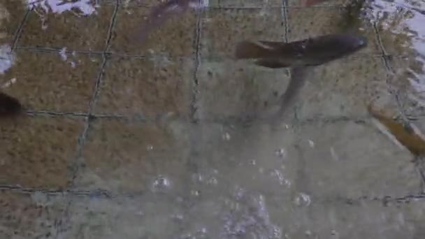Édesvízi Sok Tilapiát Harcsát Más Vízi Állatokat Tartalmaz Egy Tiszta — Stock videók