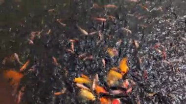 Balıklar için tatlı su birikintisi temiz bir gölette çok sayıda küçük tilapia ve sazan içerir. Su yüzeyinde balık hareketi