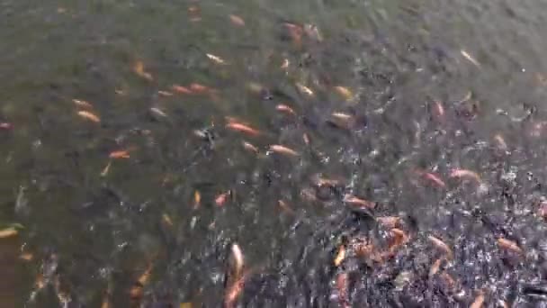 Zoetwatervijver Voor Vissen Bevat Veel Kleine Tot Grote Tilapia Karper — Stockvideo