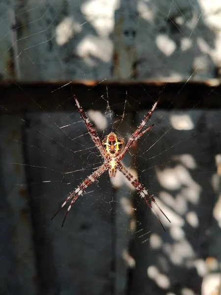 模糊的蜘蛛网上蜘蛛的轮廓在模糊的抽象背景下 有选择的重点 — 图库照片