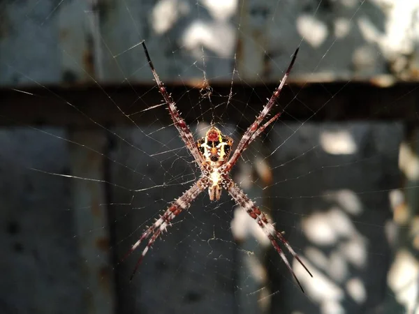 模糊的蜘蛛网上蜘蛛的轮廓在模糊的抽象背景下 有选择的重点 — 图库照片
