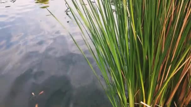 Natuurlijke Watervijver Met Weelderige Bladplant Scholling Tilapia Vissen Zwemmen Rustig — Stockvideo