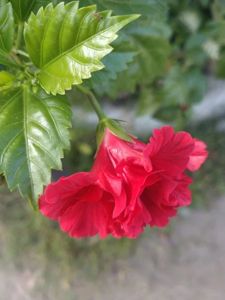 Brillante Flor Grande Hibisco Rojo Aislado Sobre Exuberante Fondo Hojas — Foto de Stock