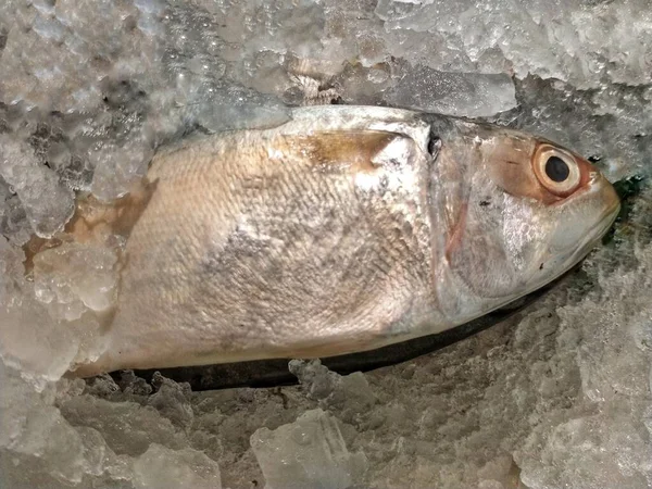 Meeresfrüchte Auf Eis Fischmarkt Rohe Frische Fische Gesunde Ernährung Ansicht — Stockfoto