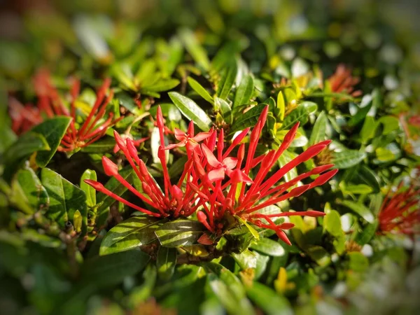 Selective Focus Ixora Coccinea Flower Family Rubiaceae Blurred Background — Stock Photo, Image