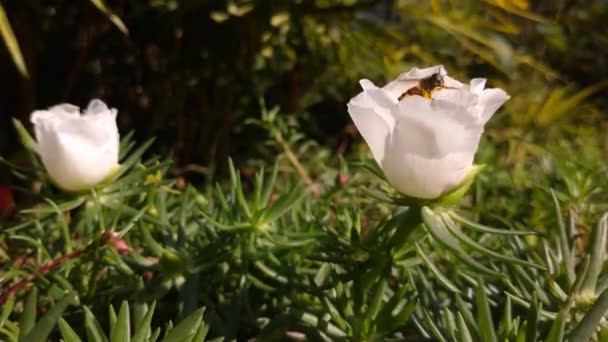 Lebah Terbang Mengumpulkan Serbuk Sari Dari Purslane Umum Atau Pugsley — Stok Video