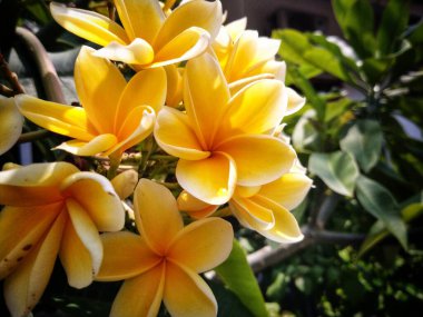Çiçek açan sarı Frangipani çiçek arkaplanı manzarası. Sarı Plumeria çiçeğinin bahar manzarası. Parlak renkli bahar çiçekleri. Sağlık ve kaplıca geçmişi. Yaz spa konsepti.