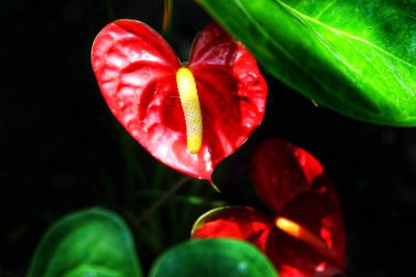 Anthurium, kalp şeklinde kırmızı bir çiçektir. Koyu yeşil yapraklar çiçekleri güzel gösteriyor..