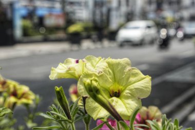 Seçici odaklanma. Petunia axillaris çiçeklerinin parlak rengi güneşli gün ışığında çiçek açıyor. Bulanık arkaplan.