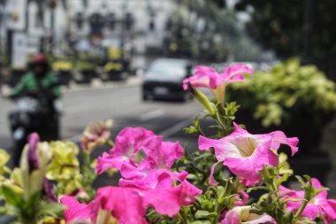 Seçici odaklanma. Petunia axillaris çiçeklerinin parlak rengi güneşli gün ışığında çiçek açıyor. Bulanık arkaplan.