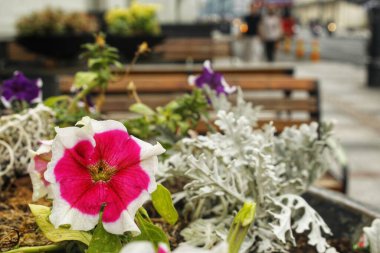 Seçici odaklanma. Petunia axillaris çiçeklerinin parlak rengi güneşli gün ışığında çiçek açıyor. Bulanık arkaplan.