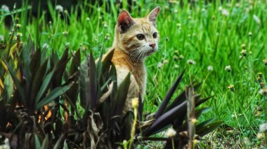 Açık hava parkındaki gür yaprak bitkisinin arasında tatlı tüylü yırtıcı hayvan. Bahçedeki yeşil yaprakların içinde saklanan güzel bir kedi. Yeşil otların arasından gözetleyen komik tekir kedicik.