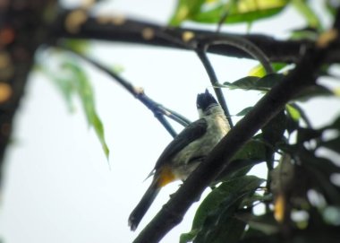 Bulbul kuşu gökyüzü arkaplanına tünemişti. Soluk benizli Bulbul izole edilmiş. Sarı Bulbul 'u havalandırdı. Asya Endonezya tropikal vahşi kuş.