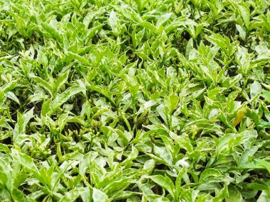 Büyük yaprak soyut arka plan ve doku. Reklam için kopyalama alanı. Doğa ve çevre arka plan kavramı. Eart Günü mesajı. Sağlıklı bir yaşam tarzı. Daha iyi bir gelecek için temiz hava