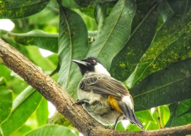 Sooty Head Bulbul mızrağının daldaki portresi. Asyalı Endonezya Kuşu. Bulbul kuşu ağaç dalına tünedi. Soluk benizli Bulbul, yeşil doğada izole edilmiş, geçmişi bulanık. Altın kapaklı Bulbul.
