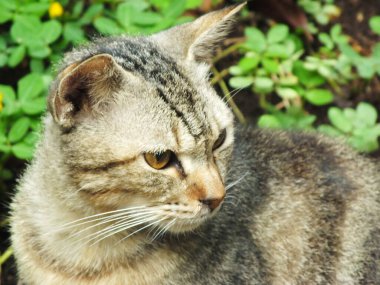 Gezgin Kedi, Sokak Kedisi. Çevresini keşfeden meraklı bir kedi. Sevimli şirin kedi arka bahçede eğleniyor. Pofuduk kedi parkta tek başına