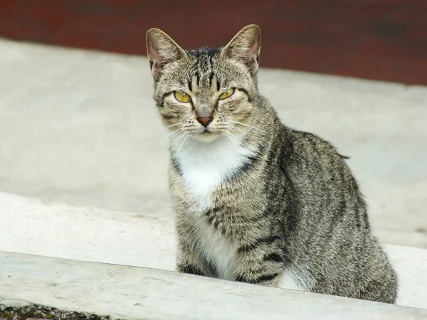 Gezgin Kedi, Sokak Kedisi. Çevresini keşfeden meraklı bir kedi. Sevimli şirin kedi arka bahçede eğleniyor. Pofuduk kedi parkta tek başına