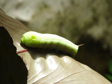 Bahçede yaprak yiyen yeşil tırtıl resmi.