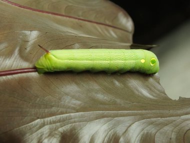 Bahçede yaprak yiyen yeşil tırtıl resmi.