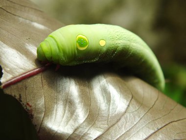 Bahçede yaprak yiyen yeşil tırtıl resmi.