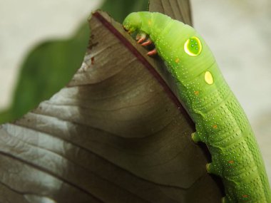 Bahçede yaprak yiyen yeşil tırtıl resmi.