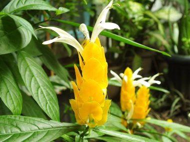 Pachystachys lutea ya da sarı lolipop çiçeği. Parlak renkli çiçeği kapat. Makro ya da seçici odak açan çiçekler