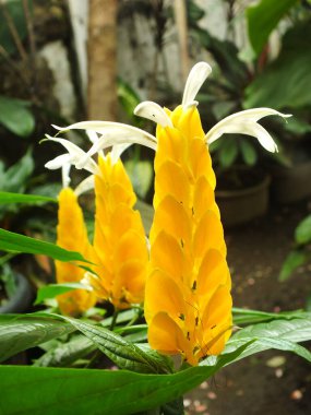 Pachystachys lutea ya da sarı lolipop çiçeği. Parlak renkli çiçeği kapat. Makro ya da seçici odak açan çiçekler