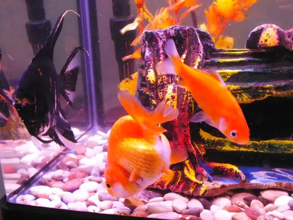 Community of an ornamental fish on a freshwater tank. Angel fish, gold fish swim on clear water with decorative plants.