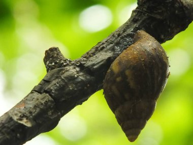 Ormanda yaşayan salyangozların doğal güzelliği veya bahçe salyangozu veya Lissachatina fulica, Achatinidae kabilesine ait bir salyangoz türü. Makro fotoğraf. nesneye yakınlaş.