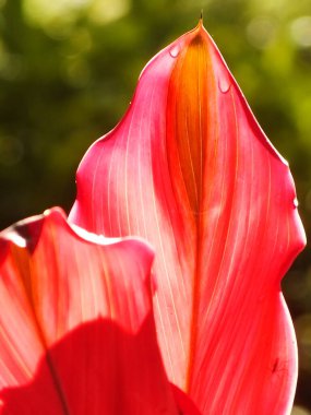 Florica Cordyline fabrikasının yakın plan fotoğrafı bahçedeki güneşin altında sıcak pembe fuşya rengini yaktı. Kırmızı yaprakların arkaplan resmi.