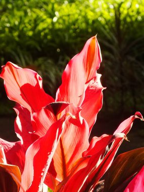 Florica Cordyline fabrikasının yakın plan fotoğrafı bahçedeki güneşin altında sıcak pembe fuşya rengini yaktı. Kırmızı yaprakların arkaplan resmi.