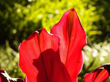 Florica Cordyline fabrikasının yakın plan fotoğrafı bahçedeki güneşin altında sıcak pembe fuşya rengini yaktı. Kırmızı yaprakların arkaplan resmi.