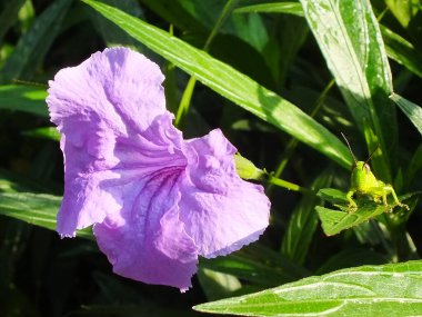 Sabah güneşi, mor bir çiçeğin güzel manzarası ve küçük bir çekirge botanik bahçesinde bir yaprağın üzerinde dinleniyor. makro fotoğrafçılık. Kapat..