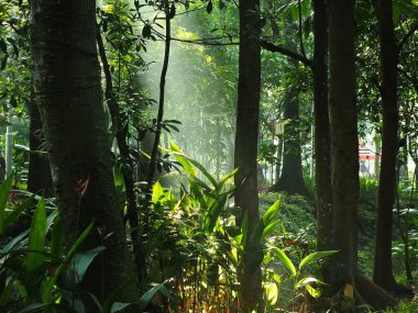 Ormandaki mistik sabah güneşleri. Taze ve yeşil yapraklar, doğal arka planlar. 